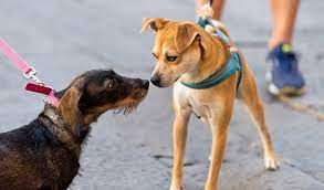 She checked him when he got too other activities, like agility, are also great ways to expose your dog to other dogs in a social but focused environment how a dog interacts with other dogs starts well before dogs reach adulthood. How To Make Dogs Get Along With Each Other 7 Tips On Making It Work