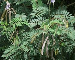 Image result for Tephrosia dasyphylla