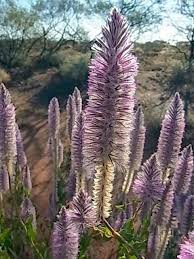 Image result for Aristida stenostachya