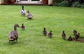Creating barriers using garden netting is probably the most effective way to keep birds out. Wildlife Wednesday The Ducklings Brief Visit Gardening Jules