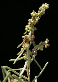 Image result for Suaeda monoica