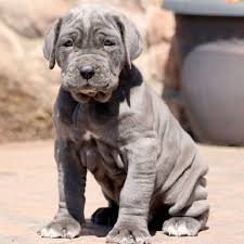 Pin On Puppies For Sale