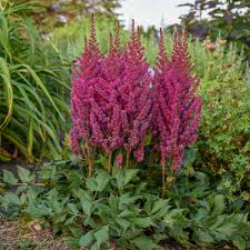 astilbe chinensis visions walters gardens inc