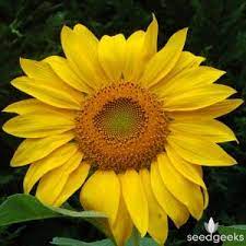 Mammoth Grey Stripe Sunflower Sunflower Pictures Sunflower Photo Flower Garden