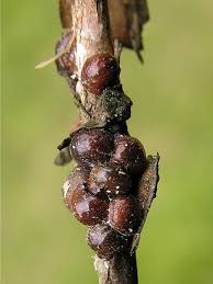 Image result for puklice