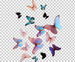 Butterfly Cuteness Victon Aesthetics Color Png Aegyo Art Blue Butterflies And Moths Butterfly Butterfly Illustration Butterfly Art Overlays Transparent
