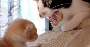 ボード ぬことその仲間 のピン