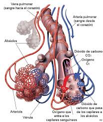 Como Funcionan Los Pulmones Youbioit Com Anatomia Cardiaca Anatomia Medica Anatomia Y Fisiologia Humana