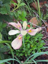 Image result for Moraea verdickii