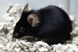 Leading the industry for nearly 50 years, guardian pest solutions offers the best pest control in st. Experts Mouse Infestation Worst In At Least 40 Years