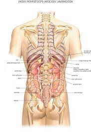 The kidneys are situated beneath the muscles in the area below the end of the ribcage, loosely connected to the peritoneum. Pictures Of Kidney Location In Body Koibana Info Human Body Organs Anatomy Organs Human Anatomy Female
