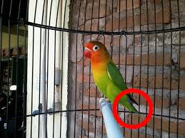 Ciri Ciri Lovebird Bermental Fighter Dan Cara Memilihnya Burung Jalak Kenari