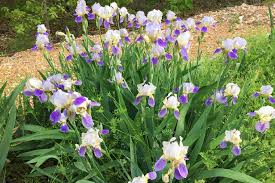 New plantlets form at the tops of flower stalks which then bend to the ground and take root. Tips Tricks For Growing Irises Sugar And Sap