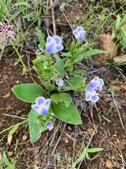 Image result for Craterostigma nummulariifolium