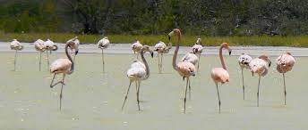 Jaragua national park is a haven for birdwatchers. Jaragua National Park Wikipedia