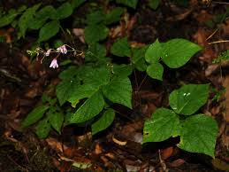 Image result for Hylodesmum