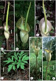 Image result for Amorphophallus goetzei