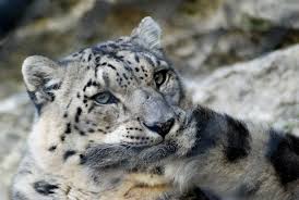 Résultat de recherche d'images pour "snow leopard biting tail"