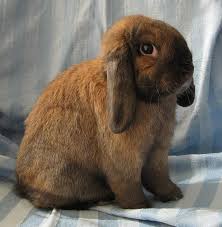 We are dedicated to providing the highest level of veterinary medicine. Animal Care Center Near Me Edukasi News