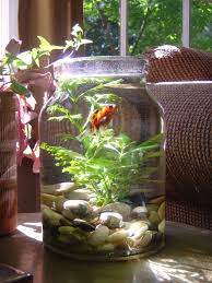 Makes Me Happy Monday My Fish Bowl Indoor Water Garden Water Garden Plants