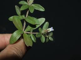 Image result for Blepharis integrifolia