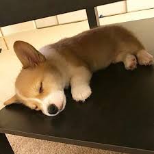 If I Fits I Sleeps Follow Epiccorgis For More Follow Epiccorgis For Mor 2020 Cok Sirin Hayvanlar Sevimli Hayvan Yavrulari Sevimli Kopekler