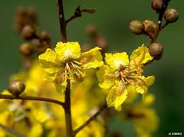 Image result for Limeum pterocarpum