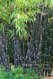 Black Bamboo Bamboo Landscape Bamboo Garden Bamboo Seeds