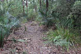 Image result for Digitaria gymnostachys