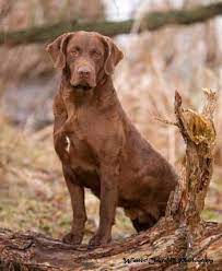 Chesapeake bay retriever puppies for sale nc. Maryland Chesapeake Bay Retriever Breeders