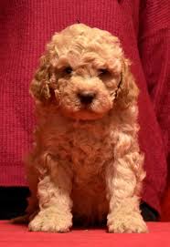 Join millions of people using oodle to find puppies for adoption, dog and puppy listings, and other pets adoption. Golden Boy Lagotto Romagnolo Dogs Jelena Dog Shows