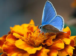 Butterflies are beautiful, flying insects with large, often brightly colored wings. Gardening For Butterflies