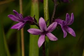 Image result for Cyphia brachyandra