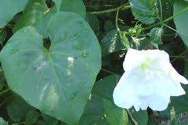 Nursery visit with plants names and prices, ornamental plants #flowerplants #flowervine this video is about best flowering vines in india: White Morning Glory Weed Identification Brisbane City Council