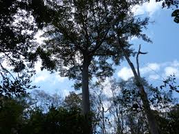 Image result for Leptactina platyphylla