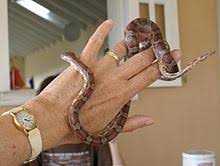 Corn Snake Wikipedia