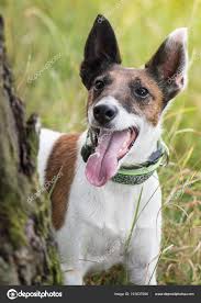 Image result for foxteriér hladkosrstý