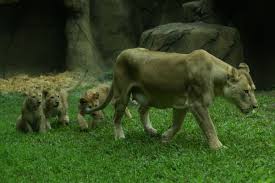 動物園 木柵 萬芳社區 萬芳醫院 辛亥 麟光 六張犁 科技大樓 南京復興 中山國中 松山機場 大直 劍南路 西湖 港墘 文德 內湖 大湖公園 葫洲 東湖 南港軟體. èºåå¸ç«åç©å' æ°èç¨¿ çåºæå çå­3åå¦¹å¾µæ±å¥½å