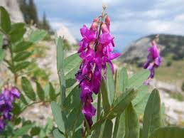 Image result for Hedysarum