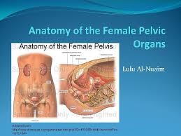 The male pelvis is different from a female's. Anatomy Of The Female Pelvic Organs Lulu Alnuaim