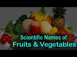 Botanical Names Of Fruits And Vegetables Pdf Push Picture