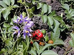 Image result for Solanum memphiticum