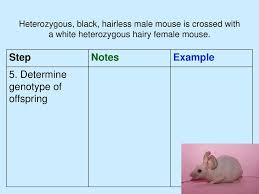 A monohybrid cross is the study of the inheritance of one characteristic. Dihybrid Cross Notes Have Your Monohybrid Notes Out Ppt Download