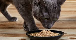 Those who support raw food diets have much to say about the health benefits. Feeding Your Cat A High Protein Cat Food