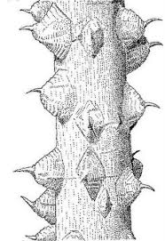 Image result for Zanthoxylum chalybeum