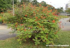 Image result for Caesalpinia sappan