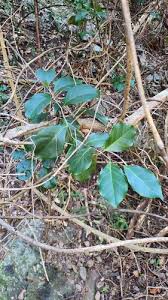 Image result for Embelia libeniana