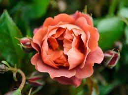 It has dark green foliage throughout the season. Rosa Hot Chocolate Floribunda Group Bbc Gardeners World Magazine