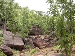 Image result for Pericopsis