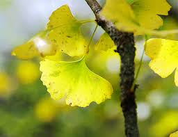 Ginkgo biloba is a deciduous tree growing to 30 m (98ft) by 9 m (29ft) at a slow rate. The Life Story Of The Oldest Tree On Earth Yale E360